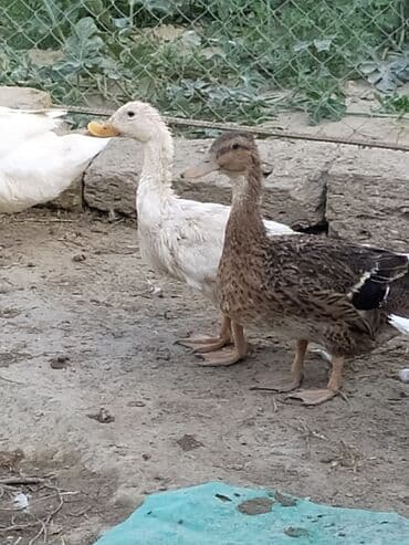 ördək balası satışı: Qışqıran ördəklərdir✅️ Kəkilli var✅️ Bəzəkli var✅️ Sadəsi var✅️ Qara — 2