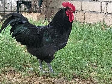 toyug cucə: Xoruz, il: <1, Ünvandan götürmə — 3