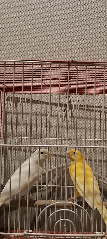 ingilis it adlari: 12 14 aylıq erkəklər biri 100m iri sağlam quşlardı — 4
