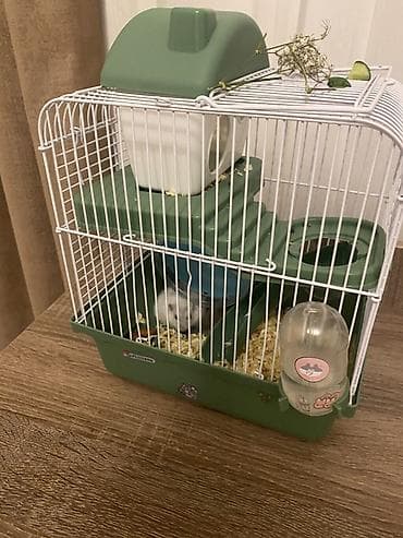 Heyvanlar üçün mallar: 2 hamster 2 yuva satilir hamsterlerin biri boz biri ağ remgdedir — 2