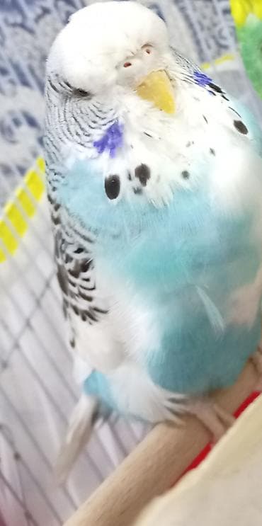 Попугаи: Növbəti ilan: Türkiyə cinsli dalğalı tutuquşu (budgerigar) - Rəng — 5