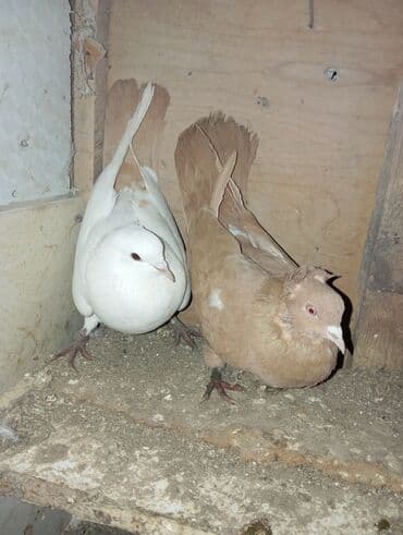 С/х животные и товары: - Növ: Ev göyərçinləri (cüt) - Rənglər: biri tam ağ, digəri — 1