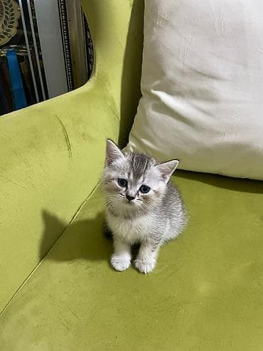 Britan (Scottish tipli) bala pişiklər - Cins: Scottish Fold və — 1