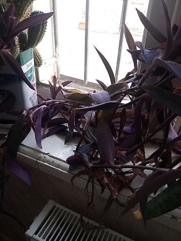 ev kaktusu: Otaq bitkiləri kolleksiyası – bir neçə növ bir yerdə. - — 6