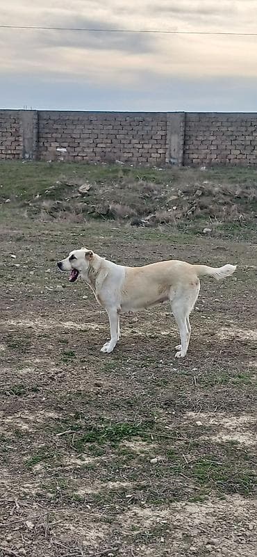 tap az pitbull: Qurdbasar, 2 il, Dişi, Peyvəndli, Ödənişli çatdırılma — 6