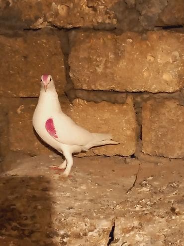 Salam mayadi hundu ayagdi hal hazirda balasida var lalafo.az -da Salam mayadi hundu ayagdi hal hazirda balasida var