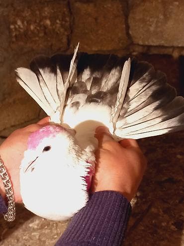 drakon goyərcin: Salam qizgin erkeydi sebek quyrugdu — 1