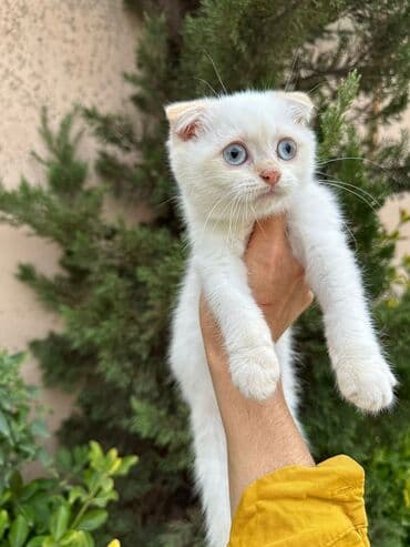 şotlan pişik: Şotland yastı qulaq, Erkək, Dişi, Yaxşı əllərə, Ünvandan götürmə, Pulsuz çatdırılma, Ödənişli çatdırılma — 139