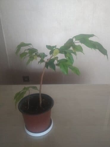 продам фикус бенджамина: Fikus "Benjamin" — 2