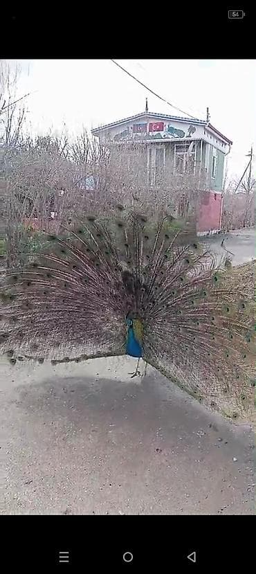 balaca tuklu itler: Məhsul: Hind tovusu (pavlin) – erkək, dekorativ cins Təsvir: - Parlaq — 4