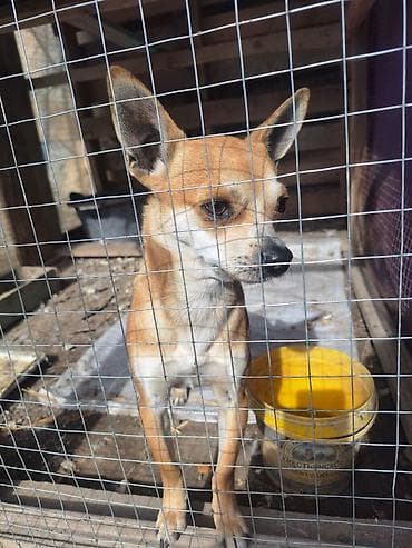 kavkaz coban iti: 2 ay, Erkek, Peyvəndli, Ünvandan götürmə — 9