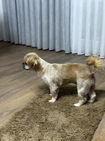 döyüş itləri: Shi-tsu, 2 il, Dişi, Peyvəndli, Ünvandan götürmə — 4