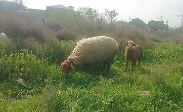 ereb ati satilir: 1ci qarna şişek dişi balayla satlr ünvan ST Sumqayt — 3