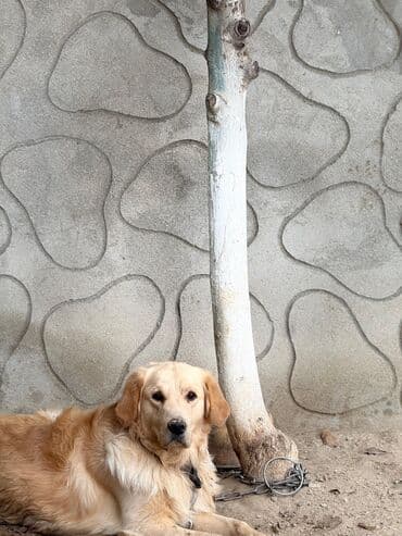 лабрадор купить: Labrador-retriver, 1 il, Erkek, Peyvəndli, Ünvandan götürmə — 6