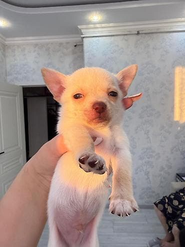 it xaski: Çixuahua, 1 ay, Erkek — 4
