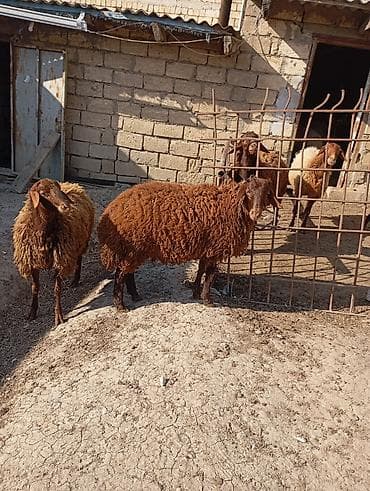 qoyunu: Erkək, Qala, il: 1, Damazlıq, Ünvandan götürmə — 2