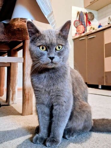 pişik üçün daraq: Yaxşı əllərə — 1