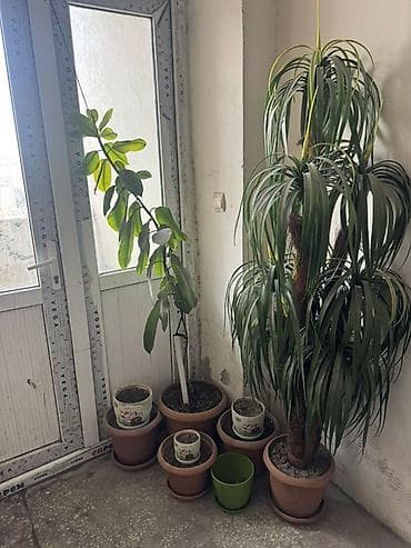 room: Böyük ölçülü otaq bitkiləri və saxsı dəsti - 2 ədəd iri dekorativ — 3