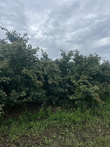 ismayıllı ev satılır: 3 otaqlı, 100 kv. m, Yeni təmirli — 8