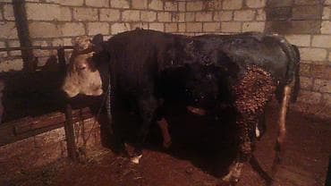 yaponka xoruz satilir: Erkək, Holsteyn, il: 1, 280 kq, Damazlıq, Ünvandan götürmə — 2