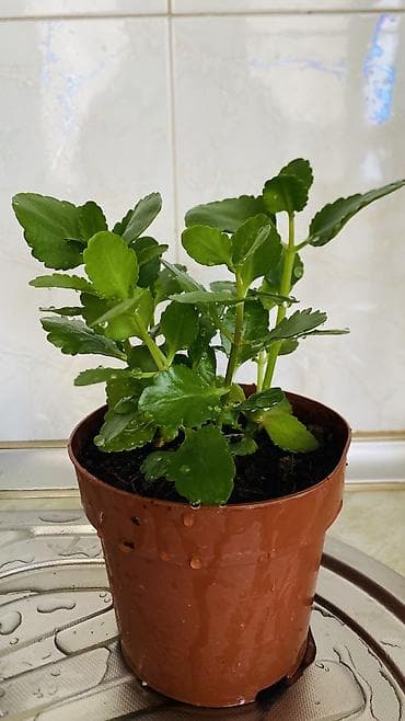 son zeng gulleri: Kalanxoe (Kalanchoe blossfeldiana) – saksı bitkisi - Rəngli, çoxlu — 7