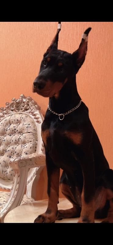 holstein inek satilir: Doberman, 3 ay, Dişi, Sənədli, Ünvandan götürmə, Pulsuz çatdırılma, Ödənişli çatdırılma — 2