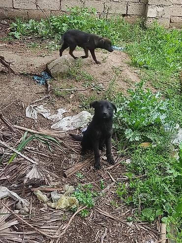 qaz heyvan: 6 ay — 3