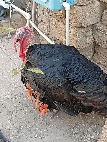ari satisi: Damazlıq erkek hinduşka satılır — 1