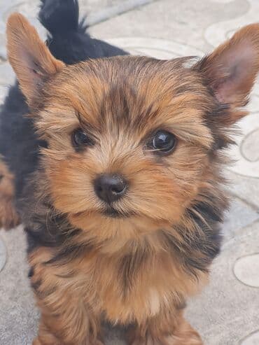 джек рассел терьер купить: Йоркширский терьер, 2 месяца, Самка, Платная доставка, Доставка в районы, Бесплатная доставка — 1