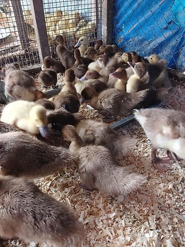 Qirmizi krasnadar lal ordek balaları orginal sortdular bos Bekar