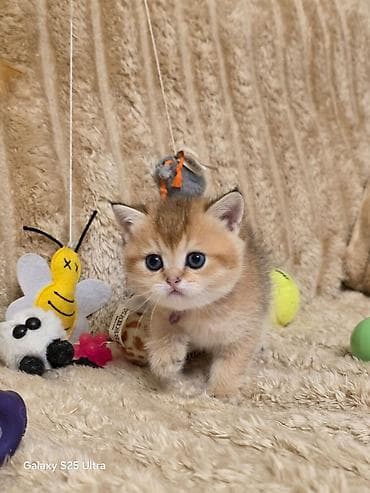 Птицы: Золотая шиншилла — 2