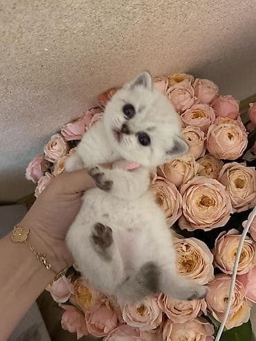 tüklü pişik: Britan, Dişi — 1