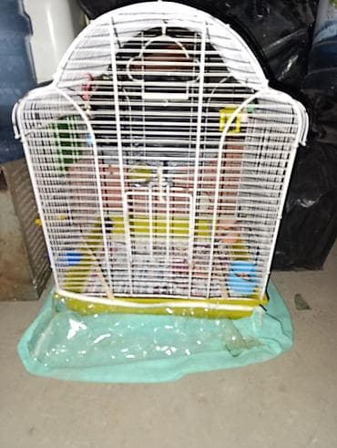 Gəmiricilər: Quş üçün qəfəs böyükdür normal vəziyyətdə — 2