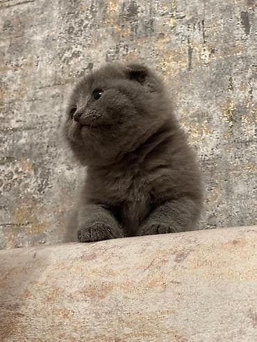 1 azn pişik: Britan — 2