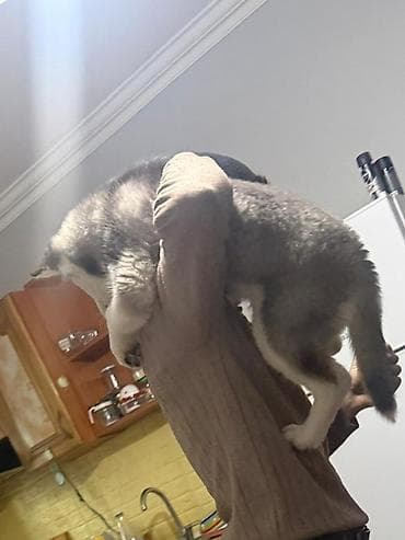 Gəmiricilər: Xaski, 3 ay, Dişi, Peyvəndli, Ünvandan götürmə — 4