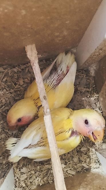 Попугаи: 🐦 Sevgi papuqayı balaları satılır 🐣 Şəkildə gördüyünüz balalar tam — 2