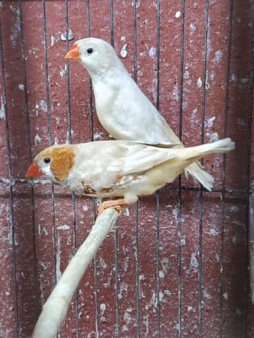 cennet qusu: Amadin quslari. saglam 2 cut izabel mutasya zebra amadin cut 60 manat — 3