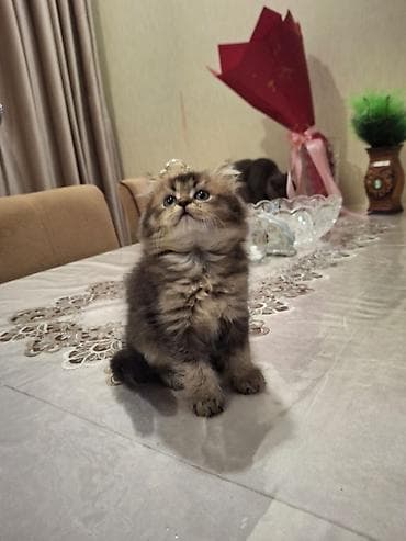 bala pişik pulsuz: Tabbi — 7