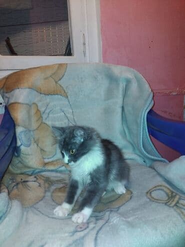 Gəmiricilər: Meyn-kun, Erkək, Yaxşı əllərə — 6