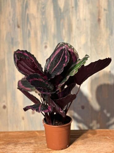 Gübrələr: Otağınıza təbiət gözəlliyi gətirəcək qırmızı anturium bitkisi. Parlaq — 10