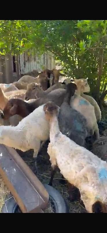 Mal-qara: Təcili satılır! 🐑 19 baş tam sağlam, cavan qoyun satılır. ✅ 18 ədəd — 6