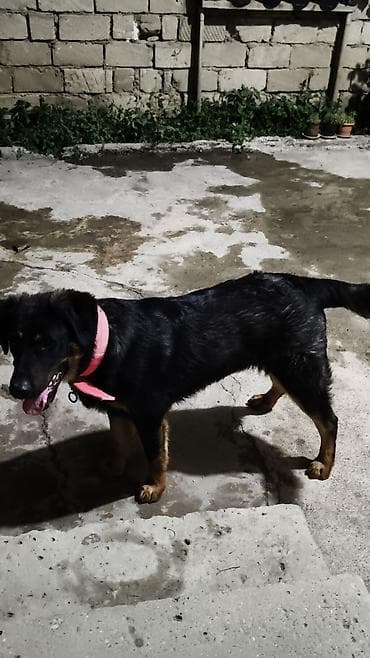 Labrador-retriver, 7 ay, Peyvəndli, Ünvandan götürmə — 2
