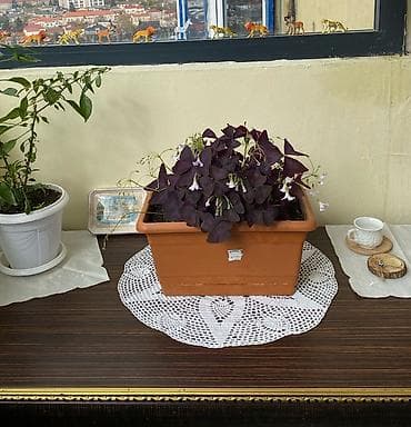 Oxalis Triangularis Bənövşəyi Üçyarpaq Yonca Yuxu Kəpənək Gülü Asan — 2