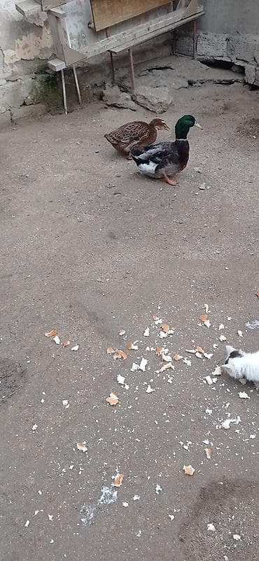 Собаки: Самец, Для мяса — 8