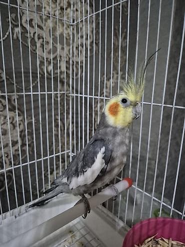Qefesi ilə biryerdə verilir + 1 heftelik yemi 80m lalafo.az -da Qefesi ilə biryerdə verilir + 1 heftelik yemi 80m