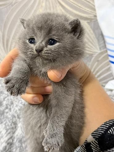 cau cau iti: Şinşilla, Dişi — 10