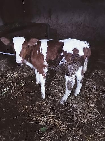 inək satşı: Südünə gəlmiş inək buzovu ilə birlikdə. hevan 3 memedi 4200 deylir — 4