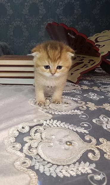 sfinks pişik: Britan yastı qulaq, Erkək — 2