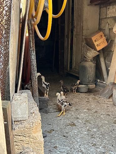 heyrati cucesi: Toyuq cücələri, Damazlıq — 7