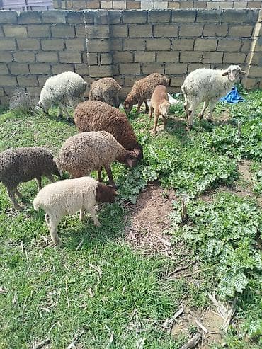 Mal-qara: Qoyun və quzu sürüsü - Şəkillərdə müxtəlif rənglərdə (ağ, qəhvəyi — 1